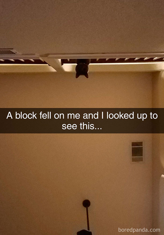 Snapchats Funny Cats