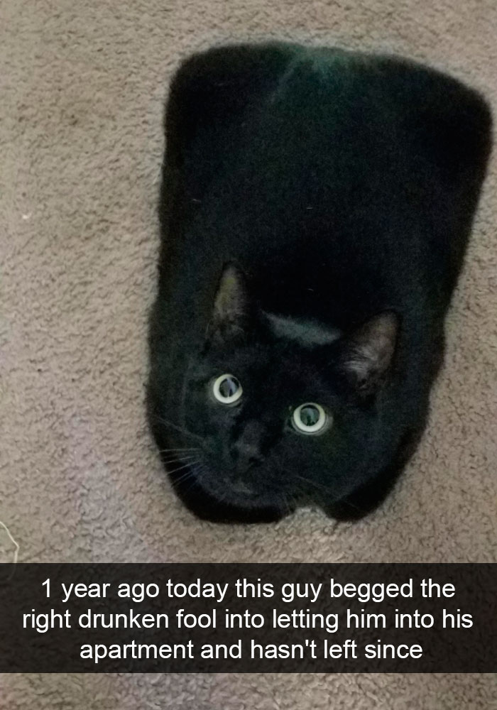 Snapchats Funny Cats