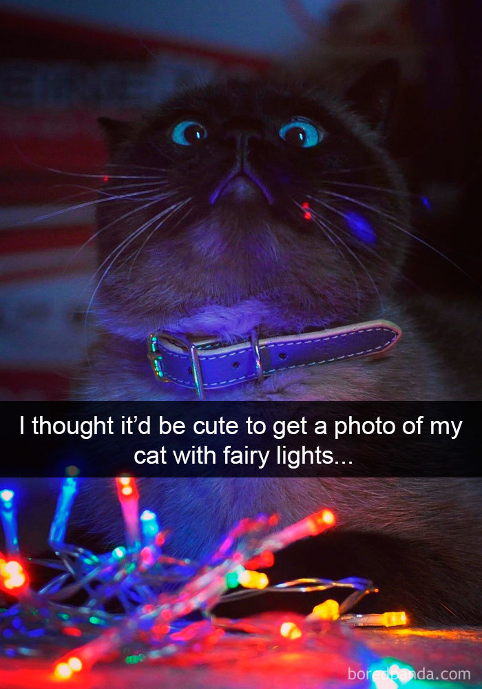Snapchats Funny Cats