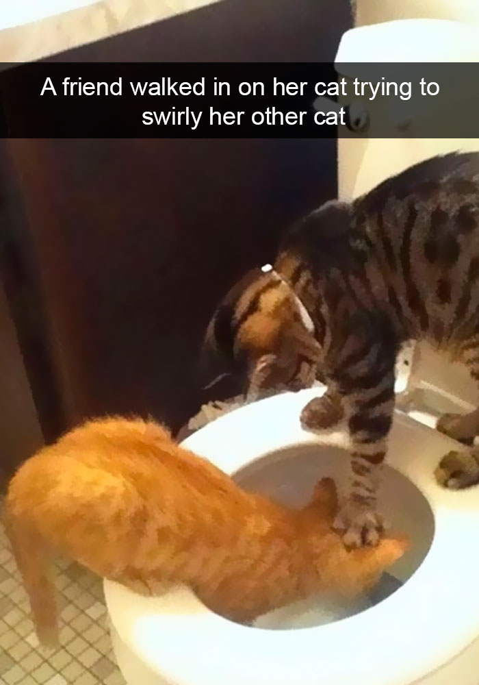 Snapchats Funny Cats