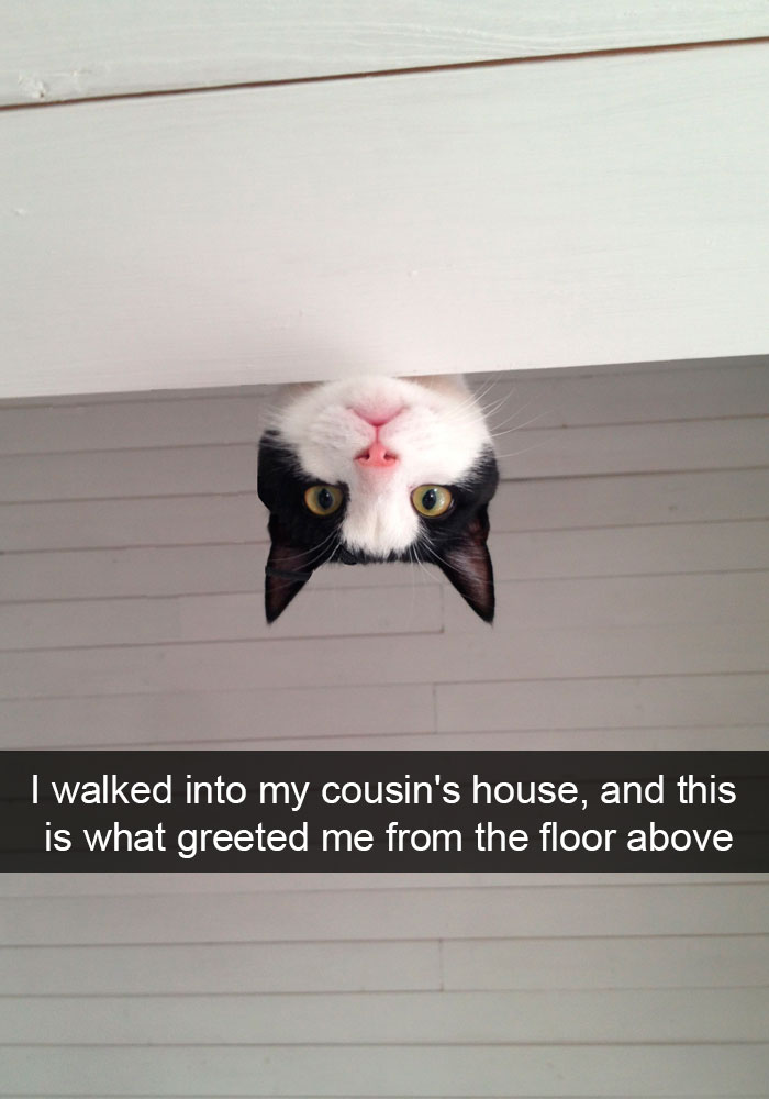 Snapchats Funny Cats