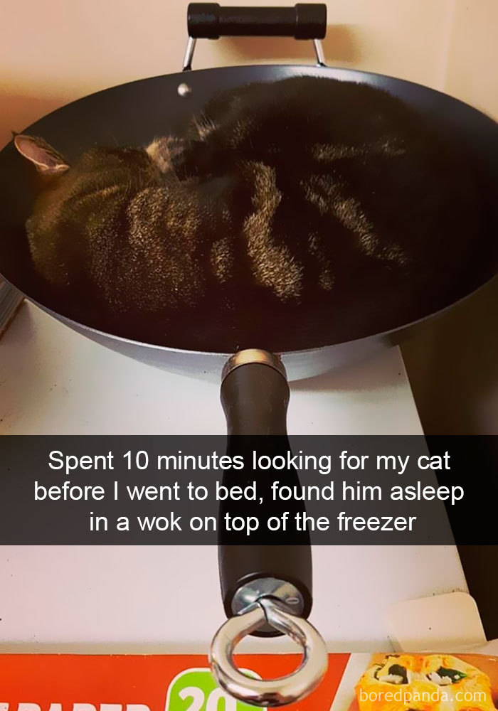 Snapchats Funny Cats