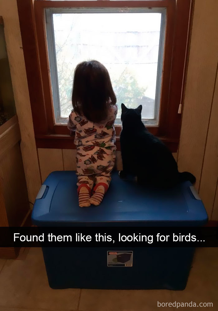 Snapchats Funny Cats