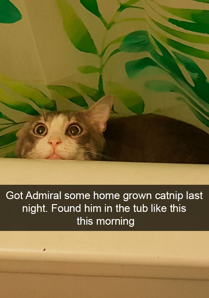 Snapchats Funny Cats