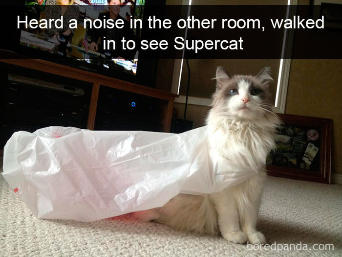 Snapchats Funny Cats