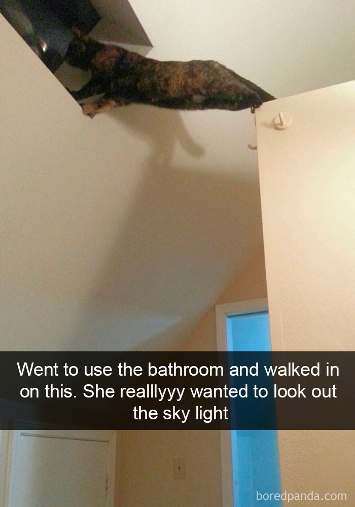Snapchats Funny Cats