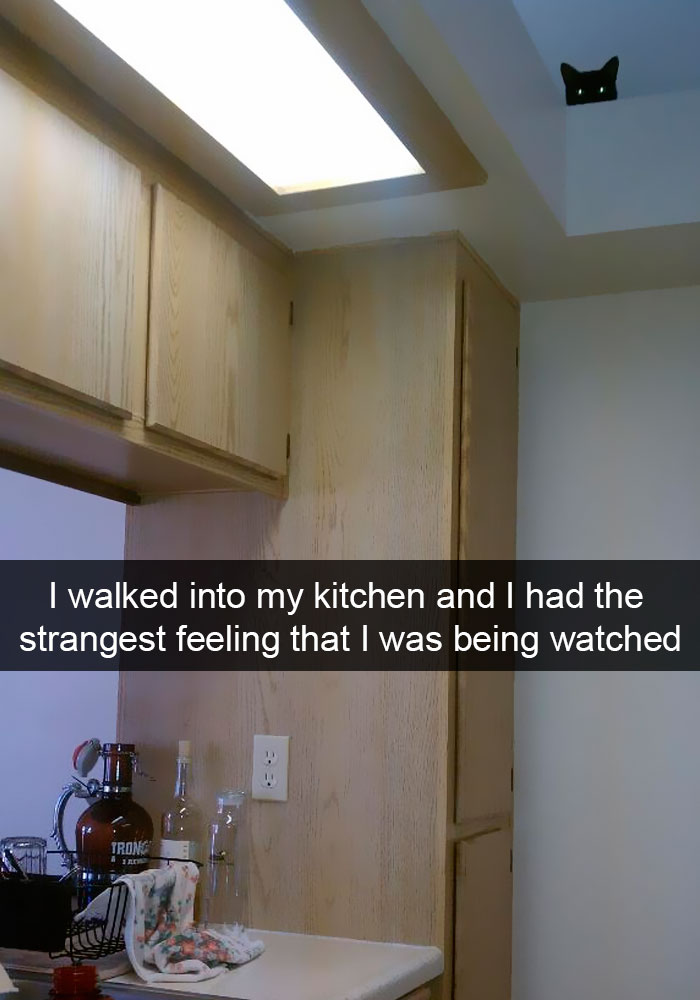 Snapchats Funny Cats