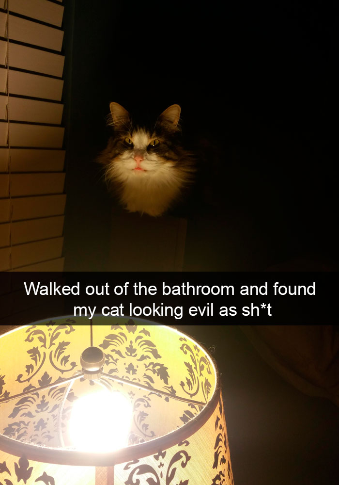 Snapchats Funny Cats