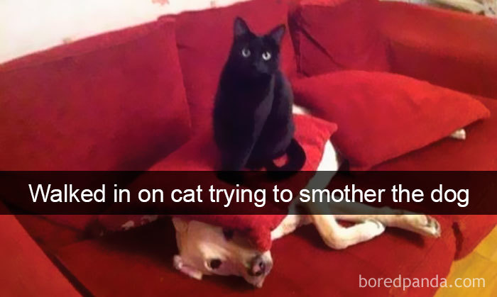 Snapchats Funny Cats