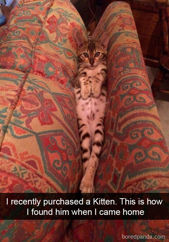 Snapchats Funny Cats