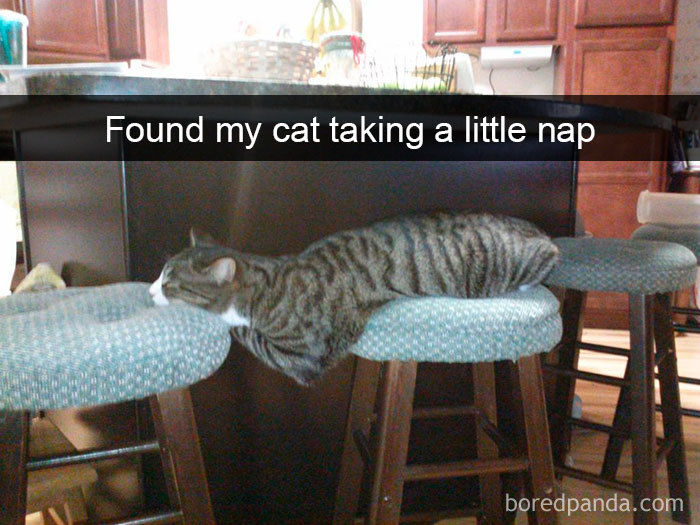 Snapchats Funny Cats