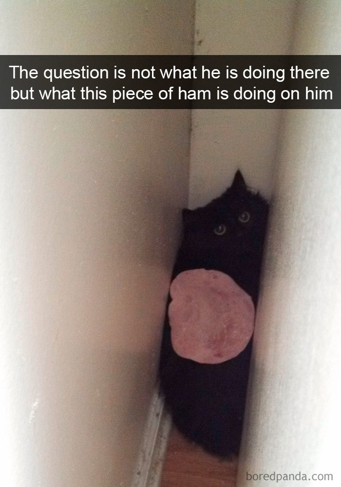 Snapchats Funny Cats