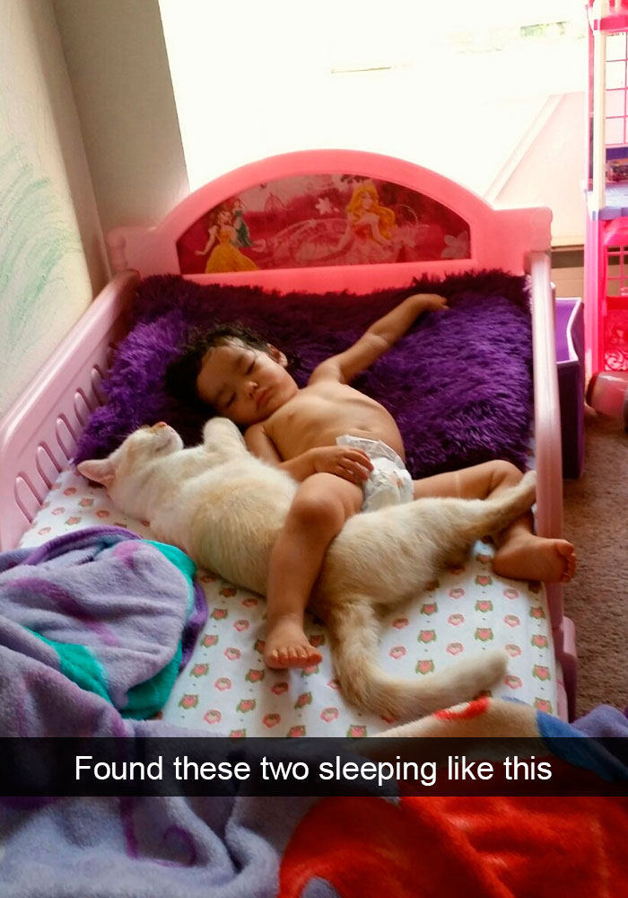 Snapchats Funny Cats