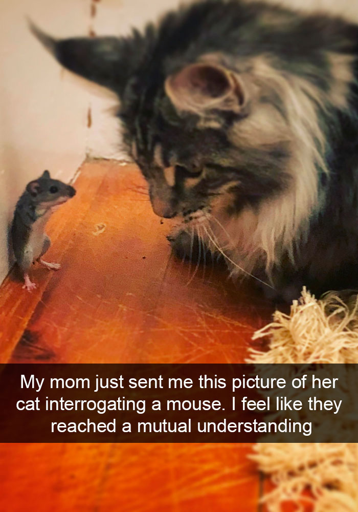 Snapchats Funny Cats