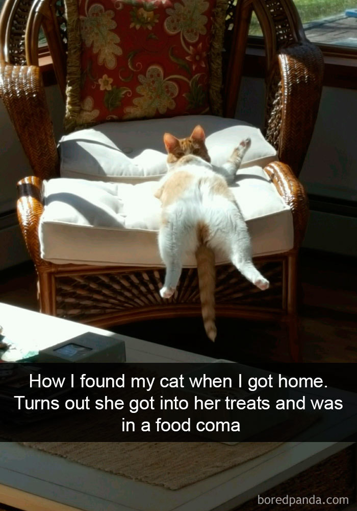 Snapchats Funny Cats