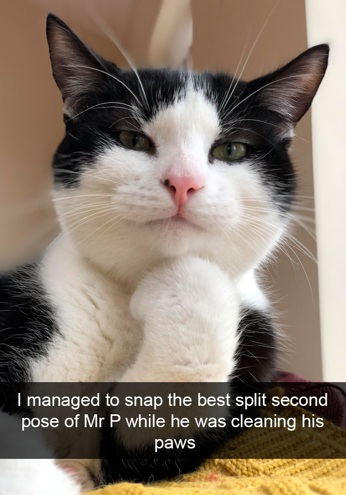 Snapchats Funny Cats