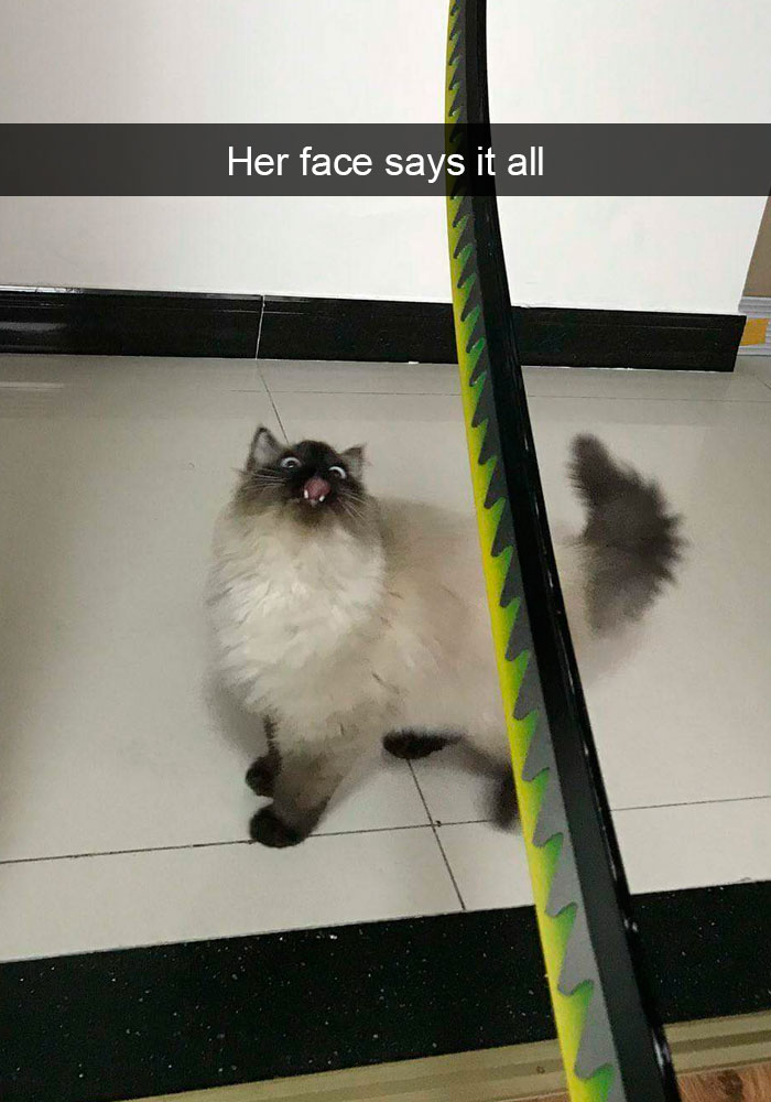 Snapchats Funny Cats