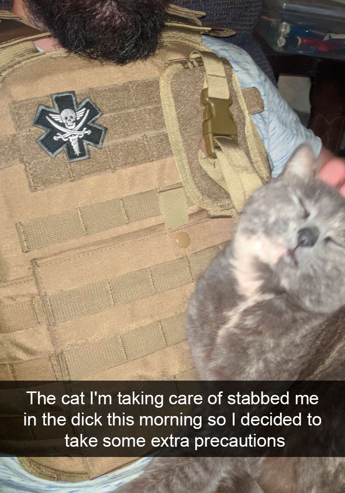 Snapchats Funny Cats