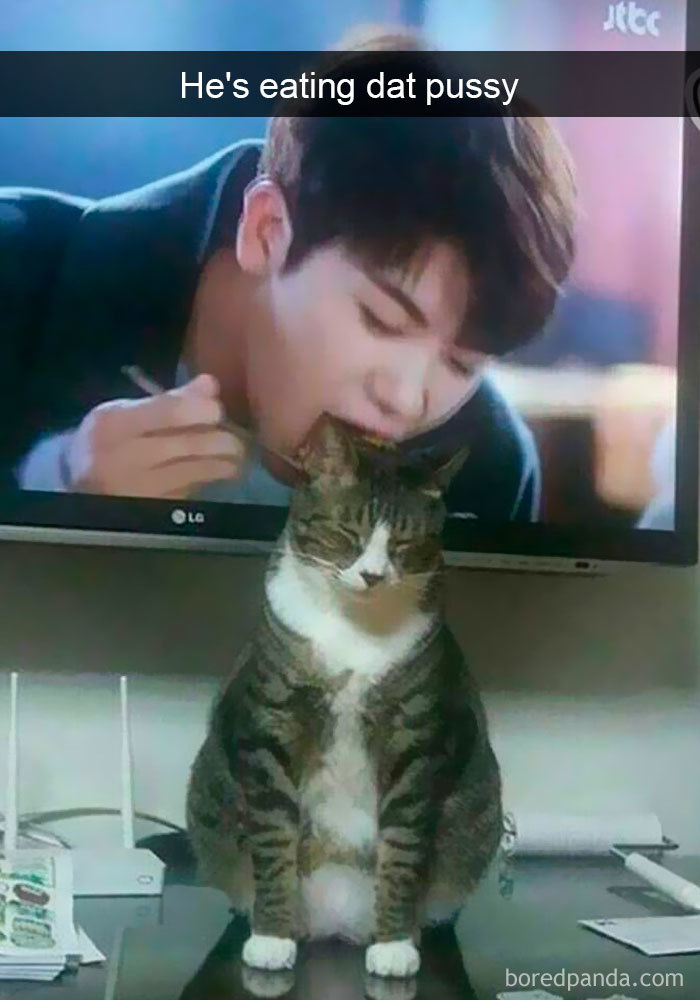 Snapchats Funny Cats