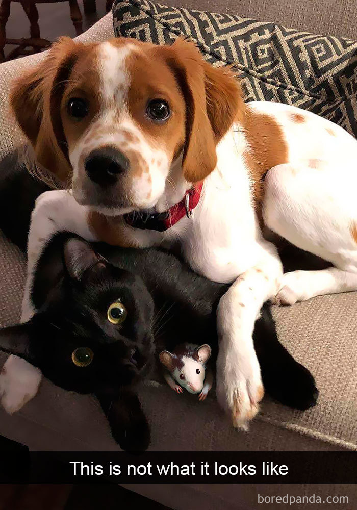 Snapchats Funny Cats