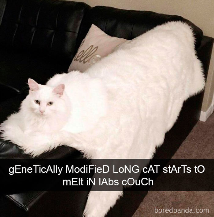 Snapchats Funny Cats