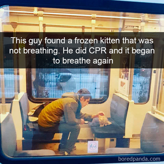 Snapchats Funny Cats