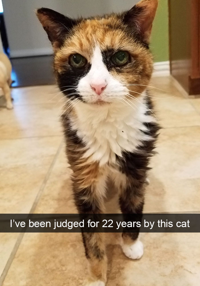 Snapchats Funny Cats