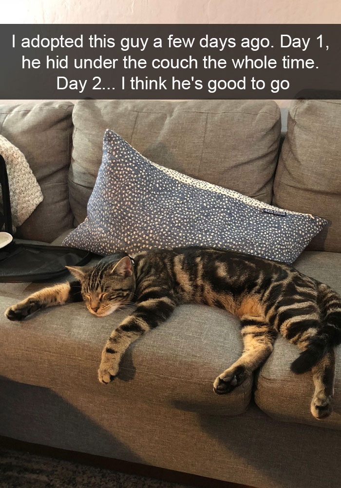 Snapchats Funny Cats