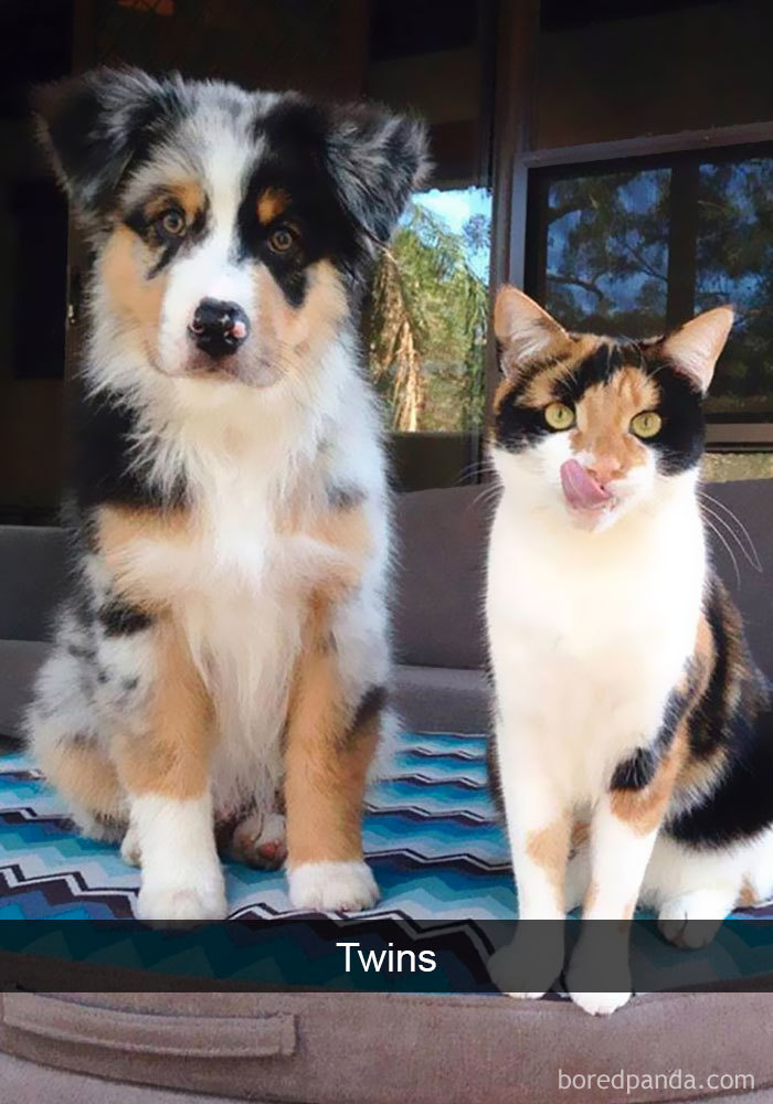 Snapchats Funny Cats