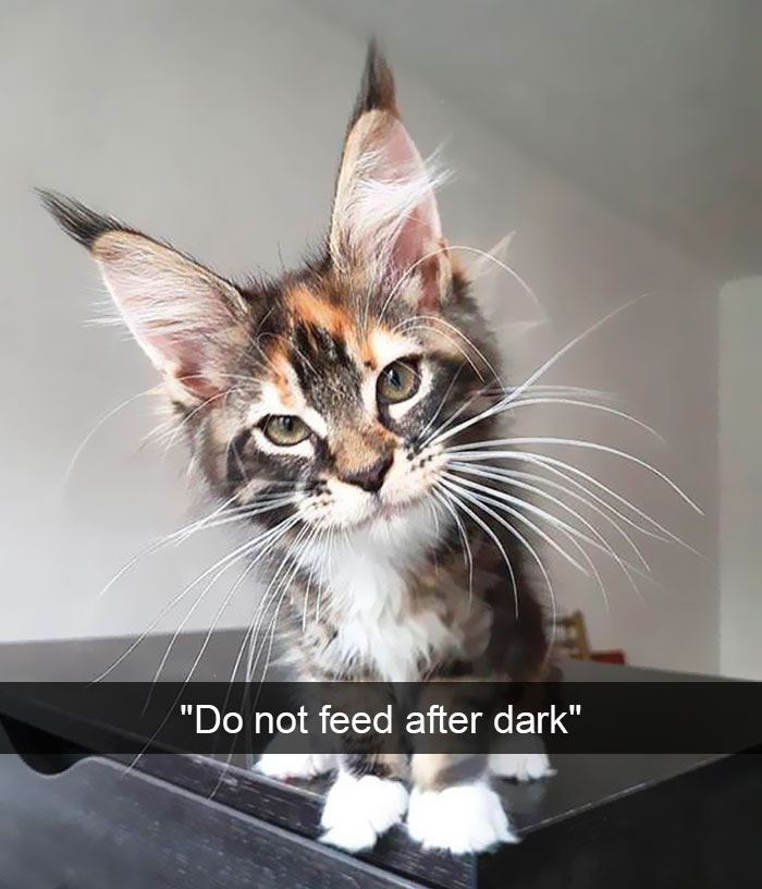 Snapchats Funny Cats