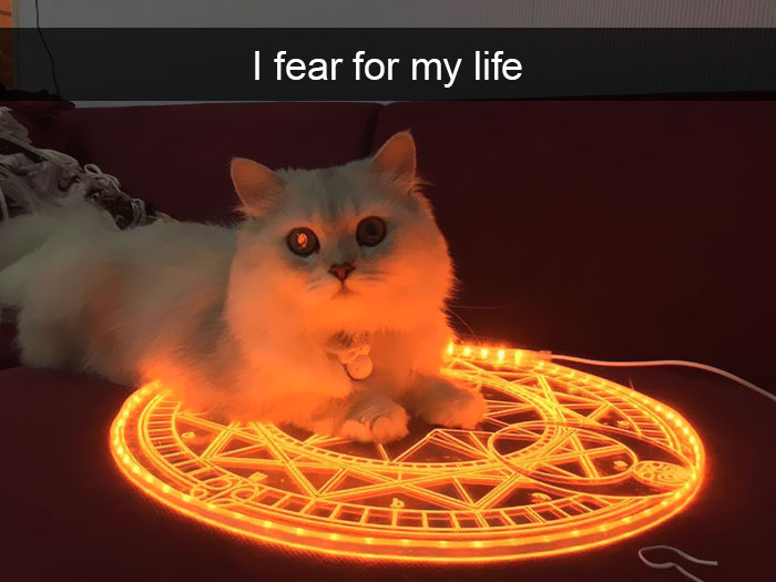 Snapchats Funny Cats