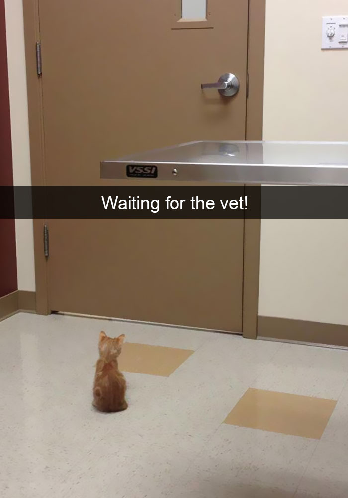 Snapchats Funny Cats
