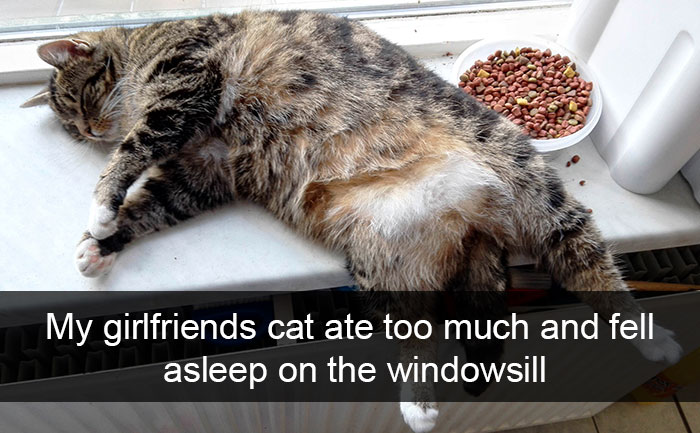 Snapchats Funny Cats