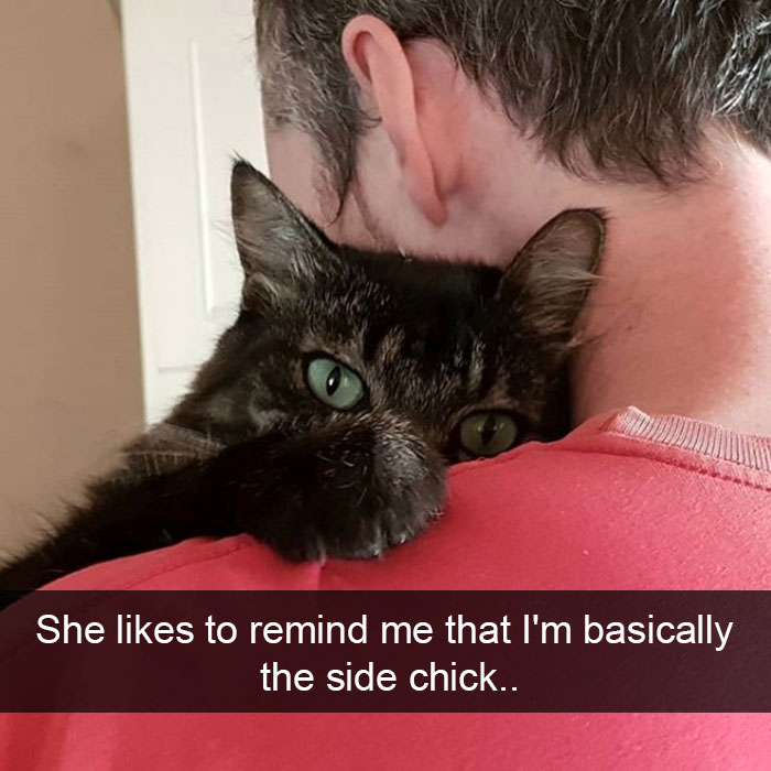 Snapchats Funny Cats