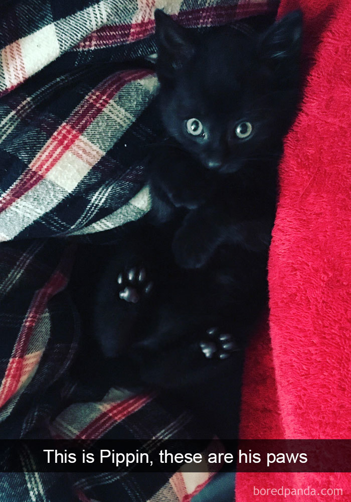 Snapchats Funny Cats