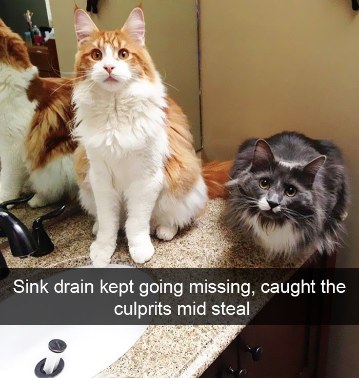 Snapchats Funny Cats