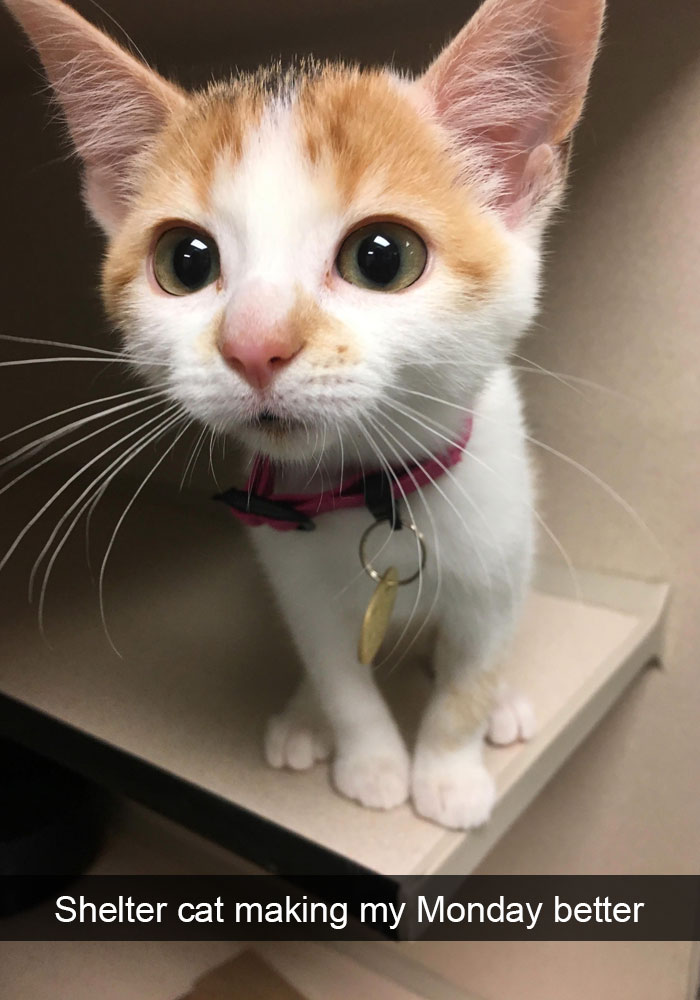 Snapchats Funny Cats