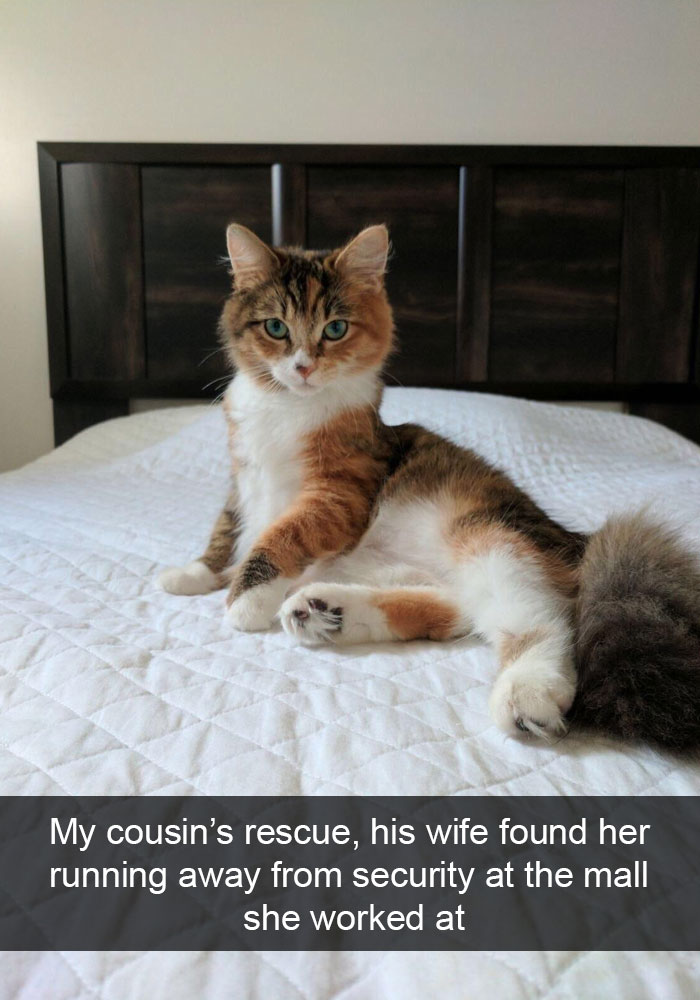 Snapchats Funny Cats