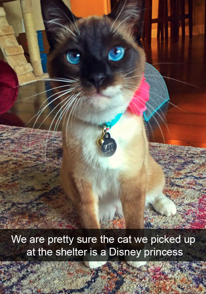 Snapchats Funny Cats