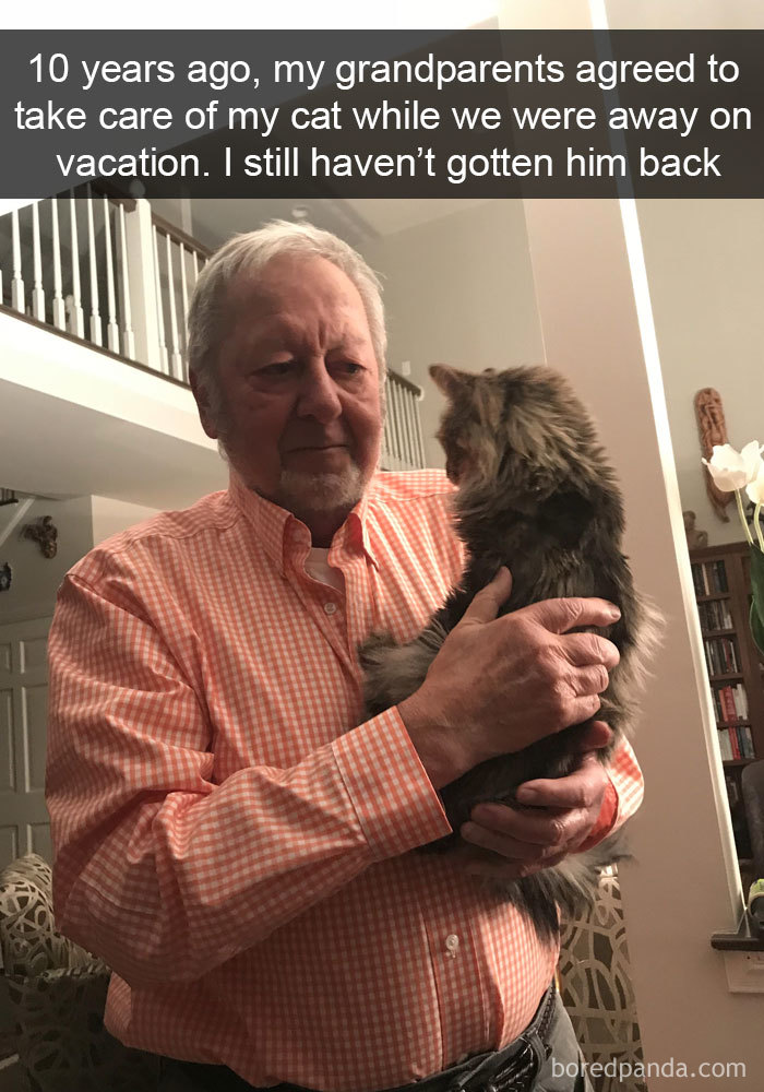 Snapchats Funny Cats