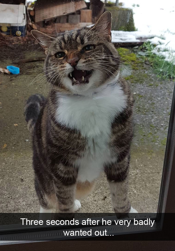 Snapchats Funny Cats