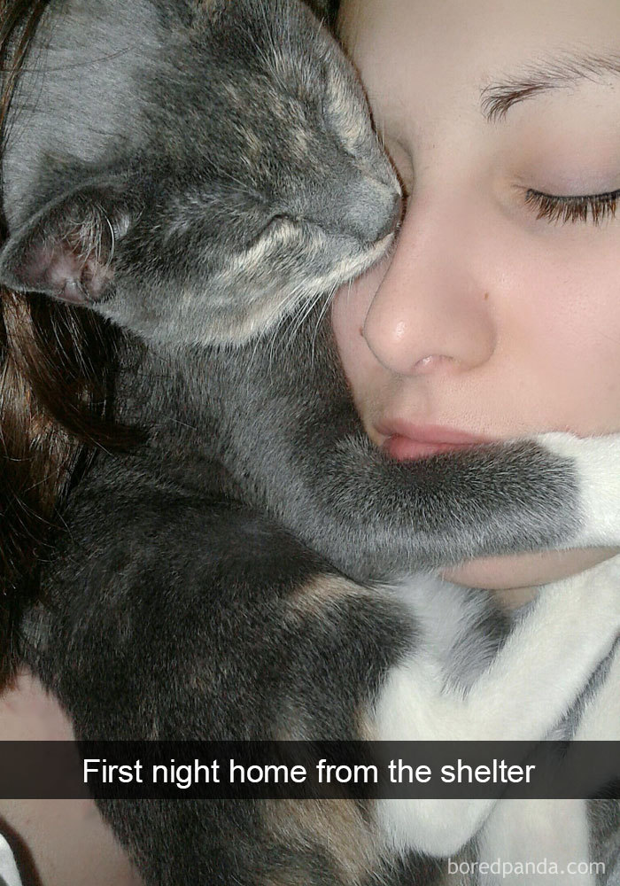 Snapchats Funny Cats