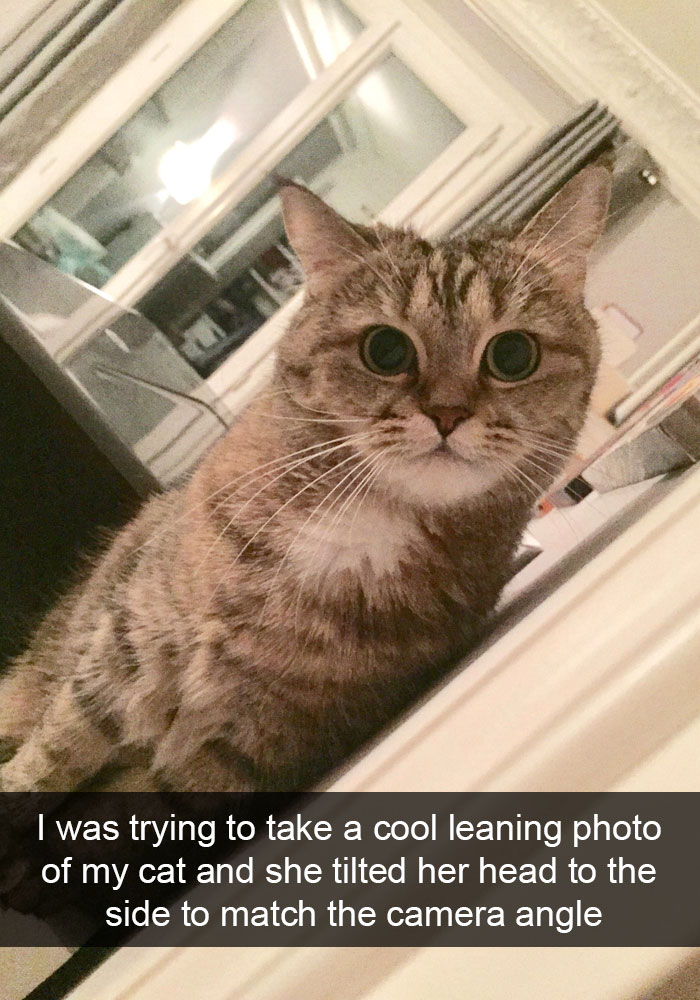 Snapchats Funny Cats