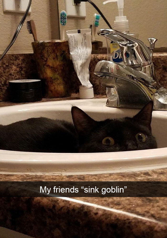 Snapchats Funny Cats