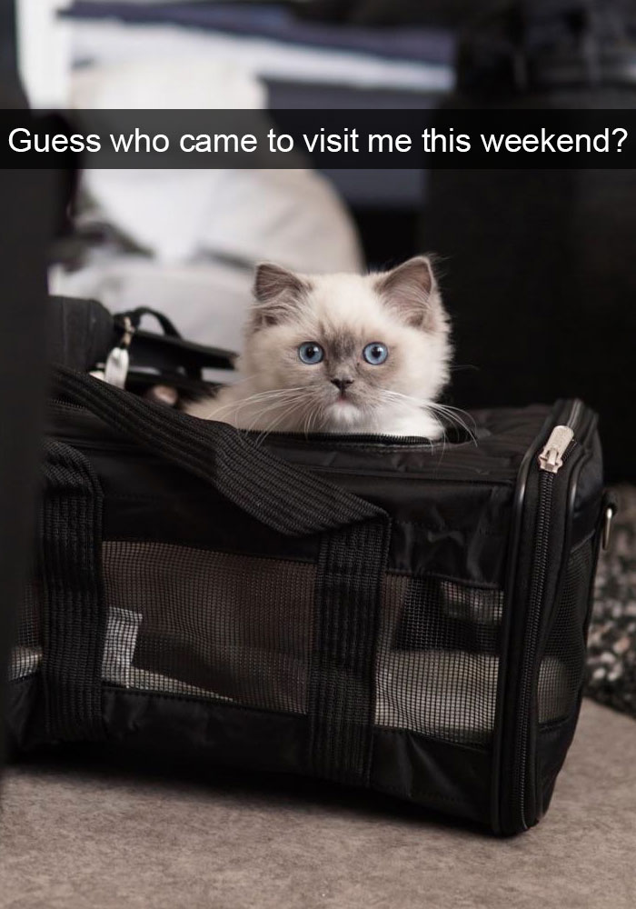 Snapchats Funny Cats