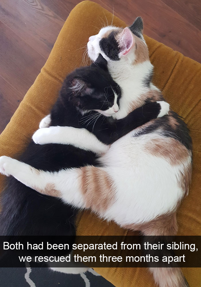Snapchats Funny Cats