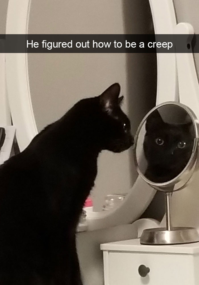 Snapchats Funny Cats