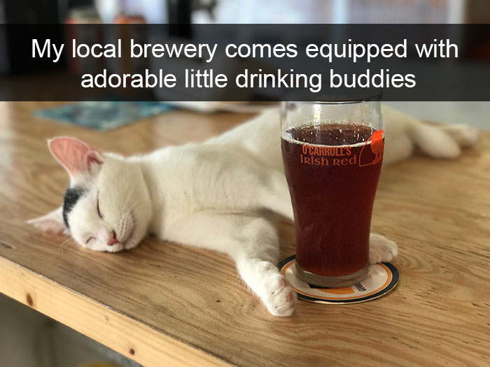 Snapchats Funny Cats