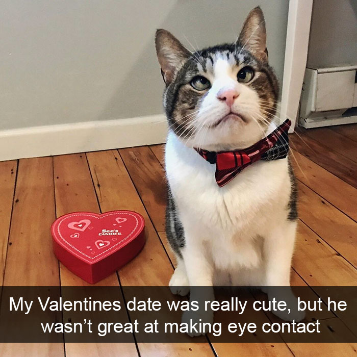 Snapchats Funny Cats