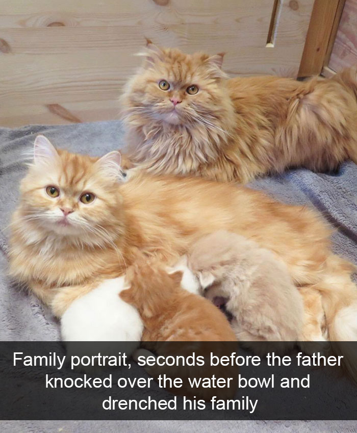 Snapchats Funny Cats